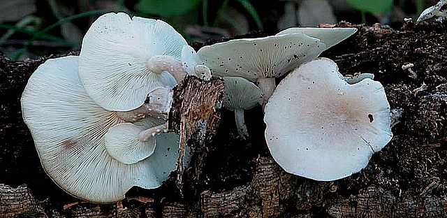 Ossicaulis lignatilis